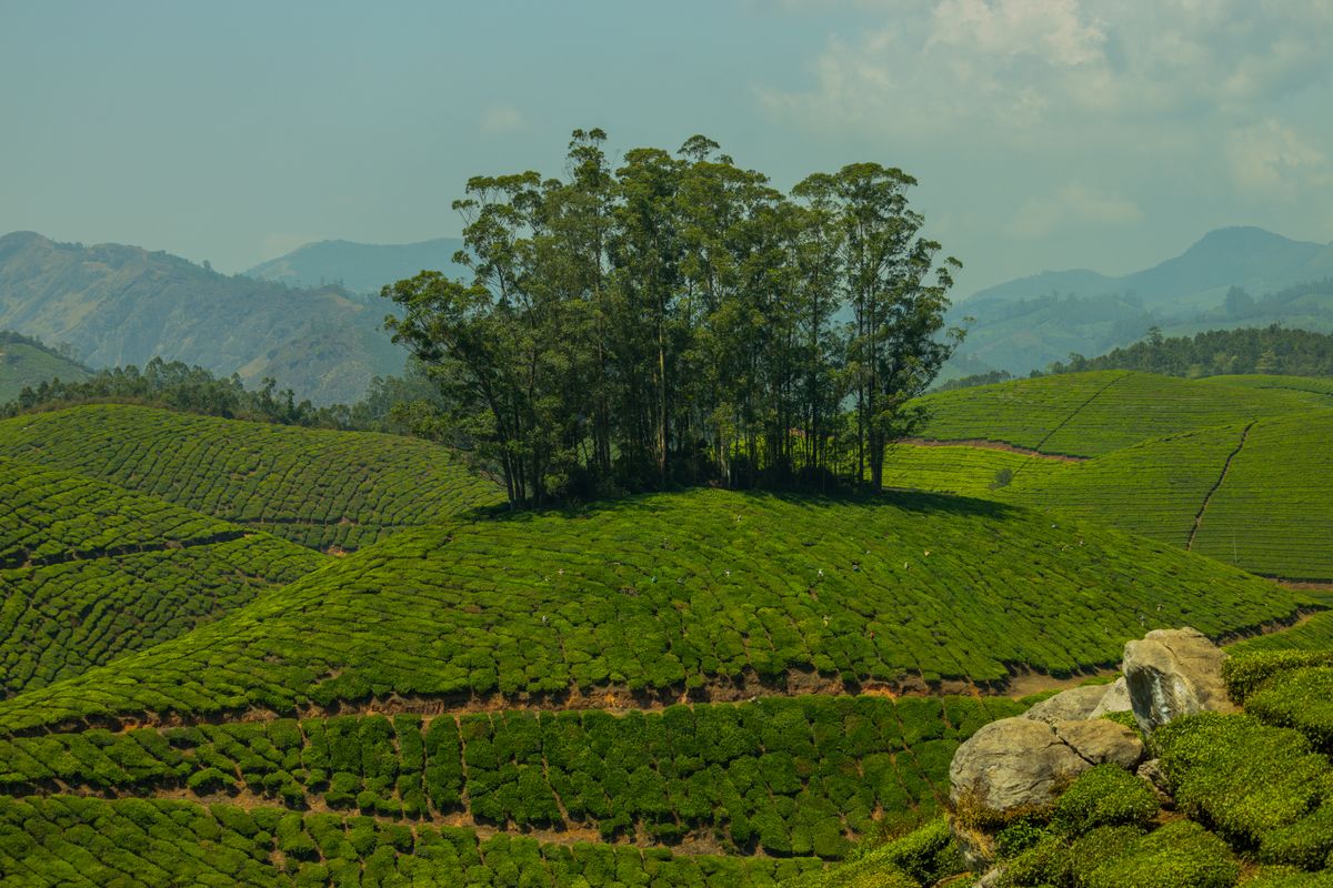 Green tea plantations rolling through a scenic mountain landscape