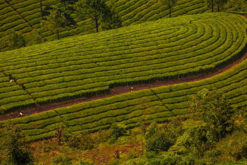 Aerial view of a green tea plantation