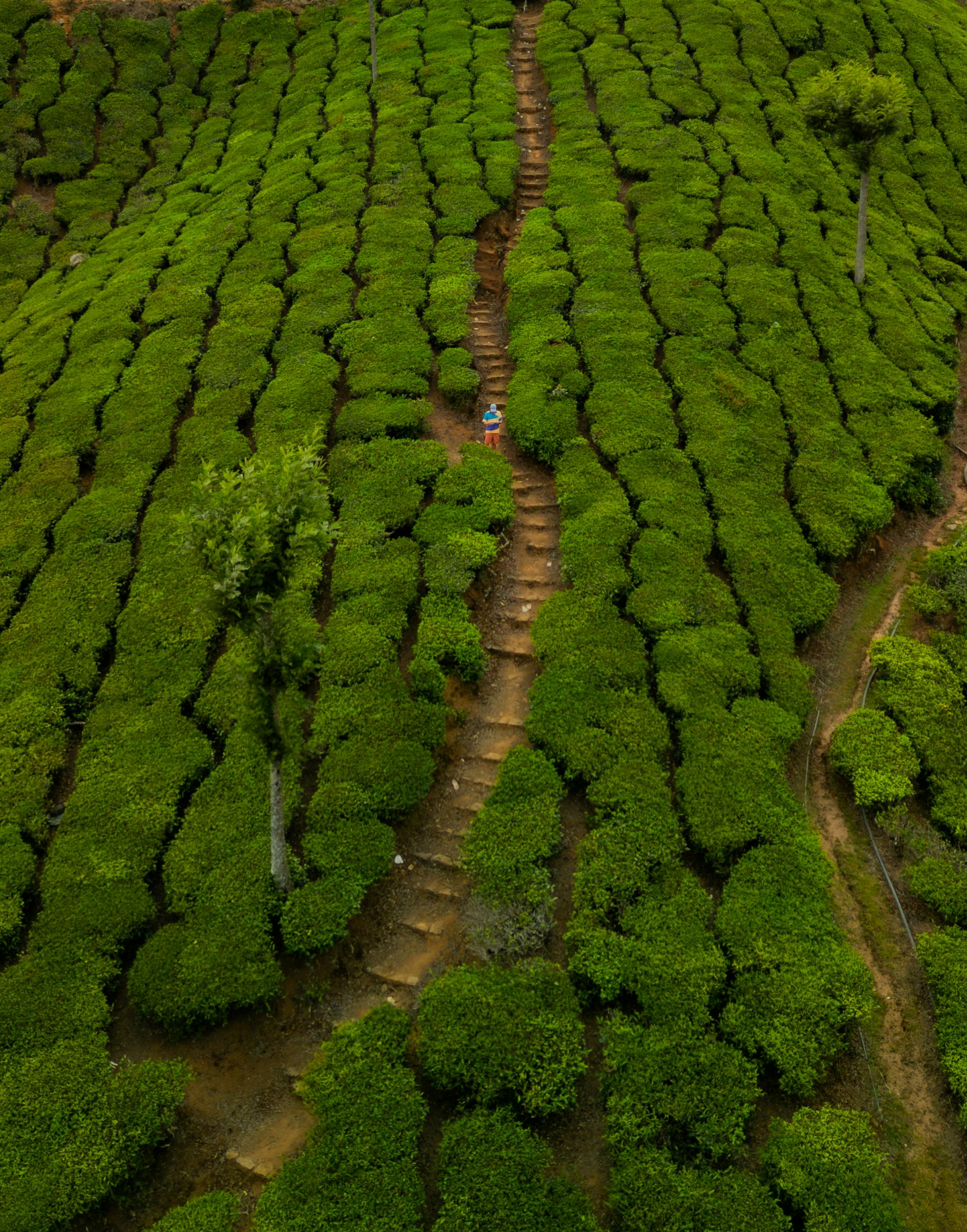 Aerial view of a person walking along a pathway through vibrant green tea plantations in India.