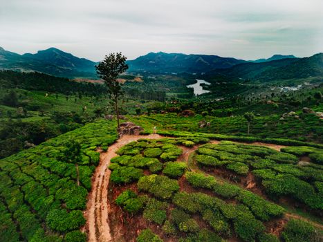 Munnar tea plantation morning — Kerala