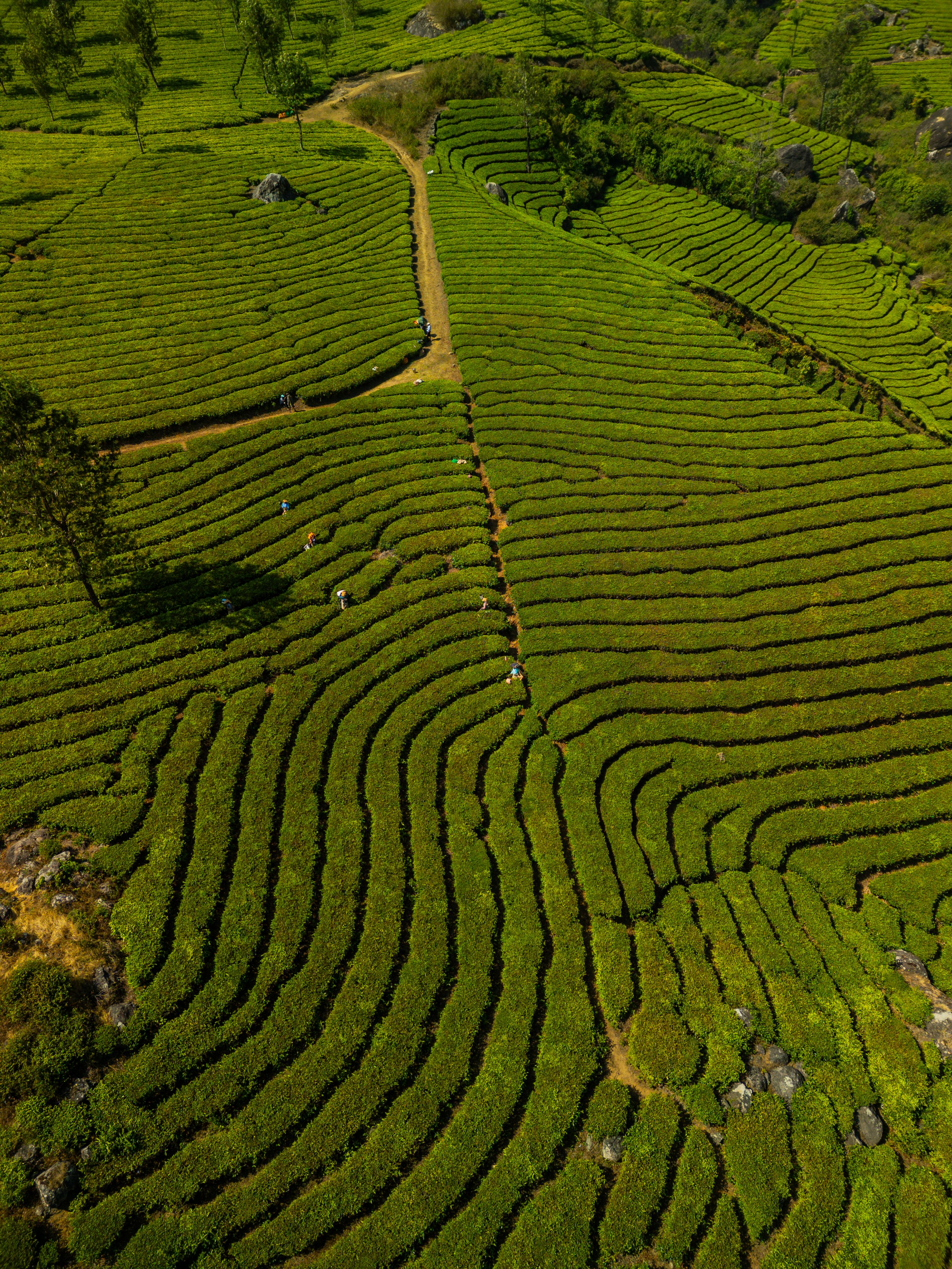 Munnar Tea Garden Kerala 2026