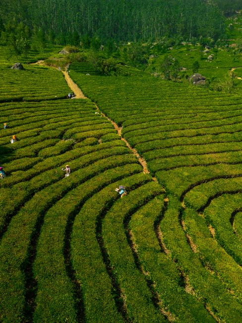 Aerial view of vibrant green tea plantations with workers in picturesque Munnar, India.