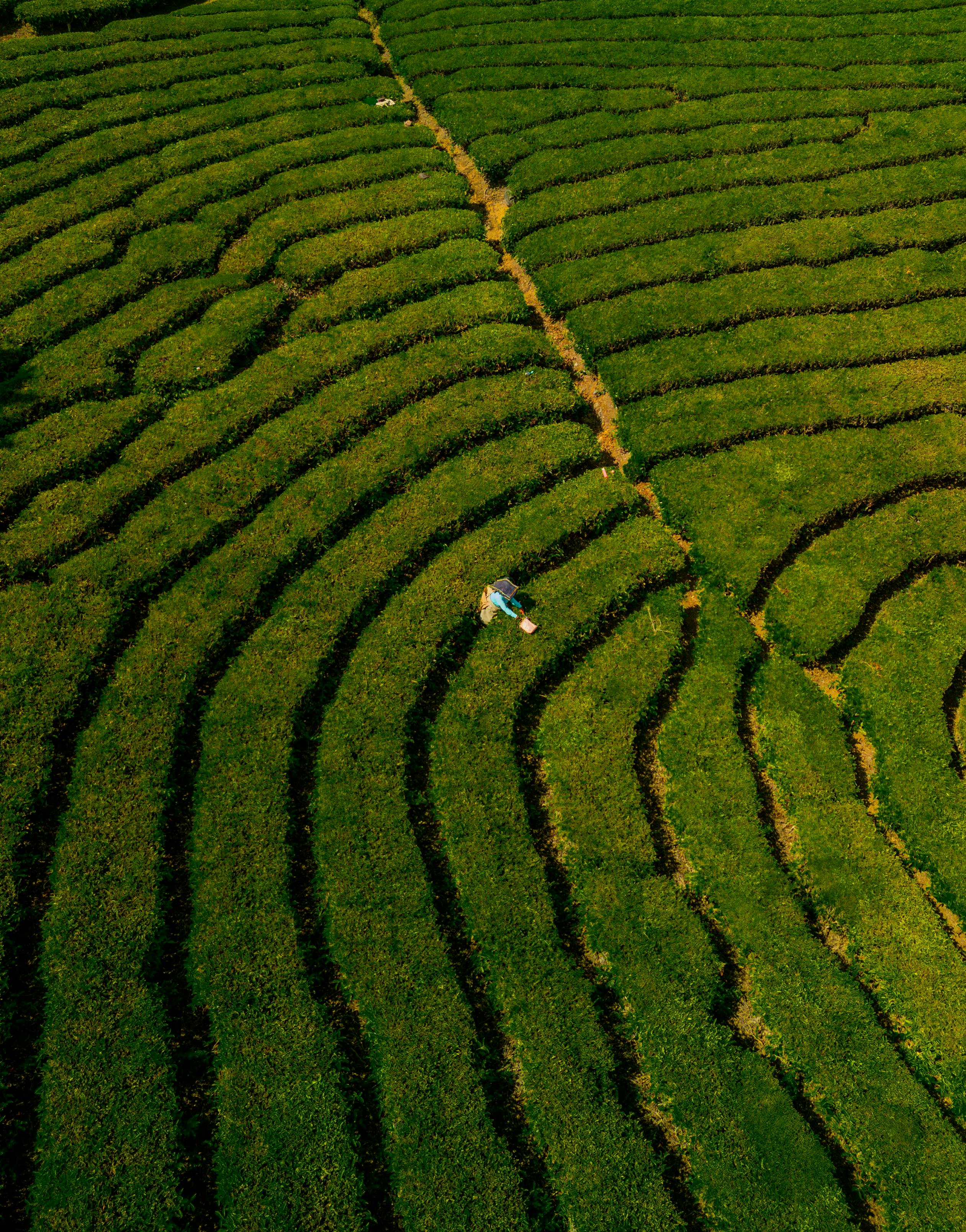 An aerial view showcasing lush green tea plantations in Kerala, India with a lone worker visible.