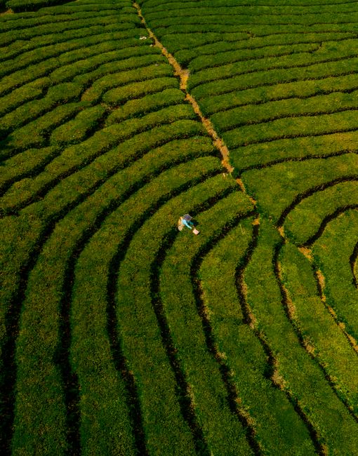 An aerial view showcasing lush green tea plantations in Kerala, India with a lone worker visible.
