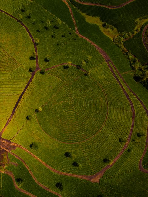 Stunning aerial shot of vibrant green tea plantations with distinct circular patterns, captured in natural light.