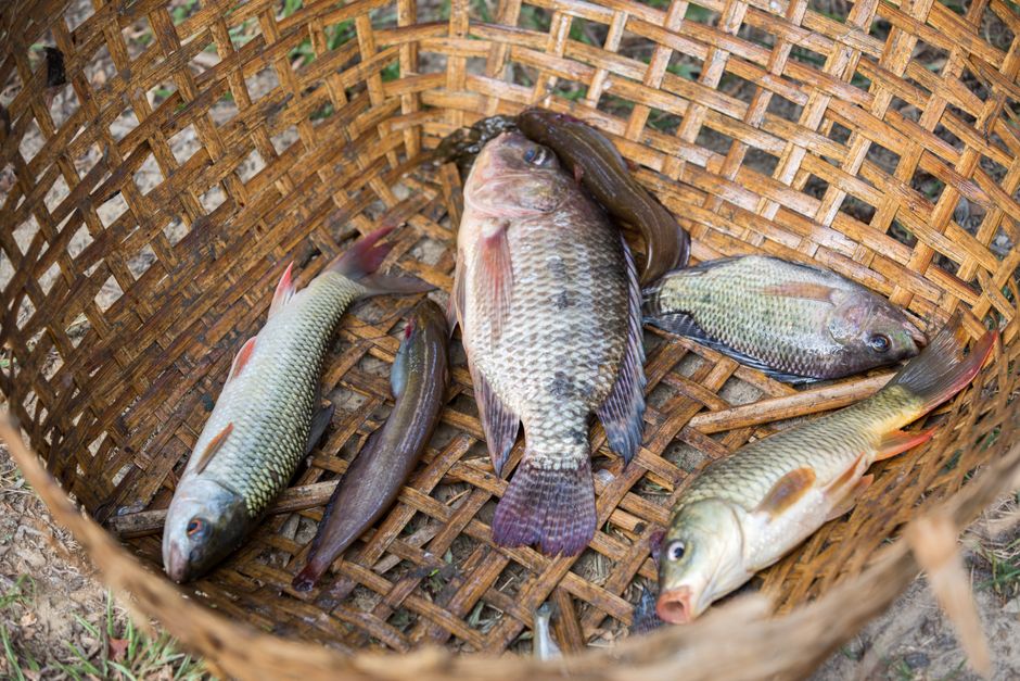 Tiszai halászlé titkai: az autentikus szegedi recept lépésről lépésre – fresh river fish carp catfish preparation