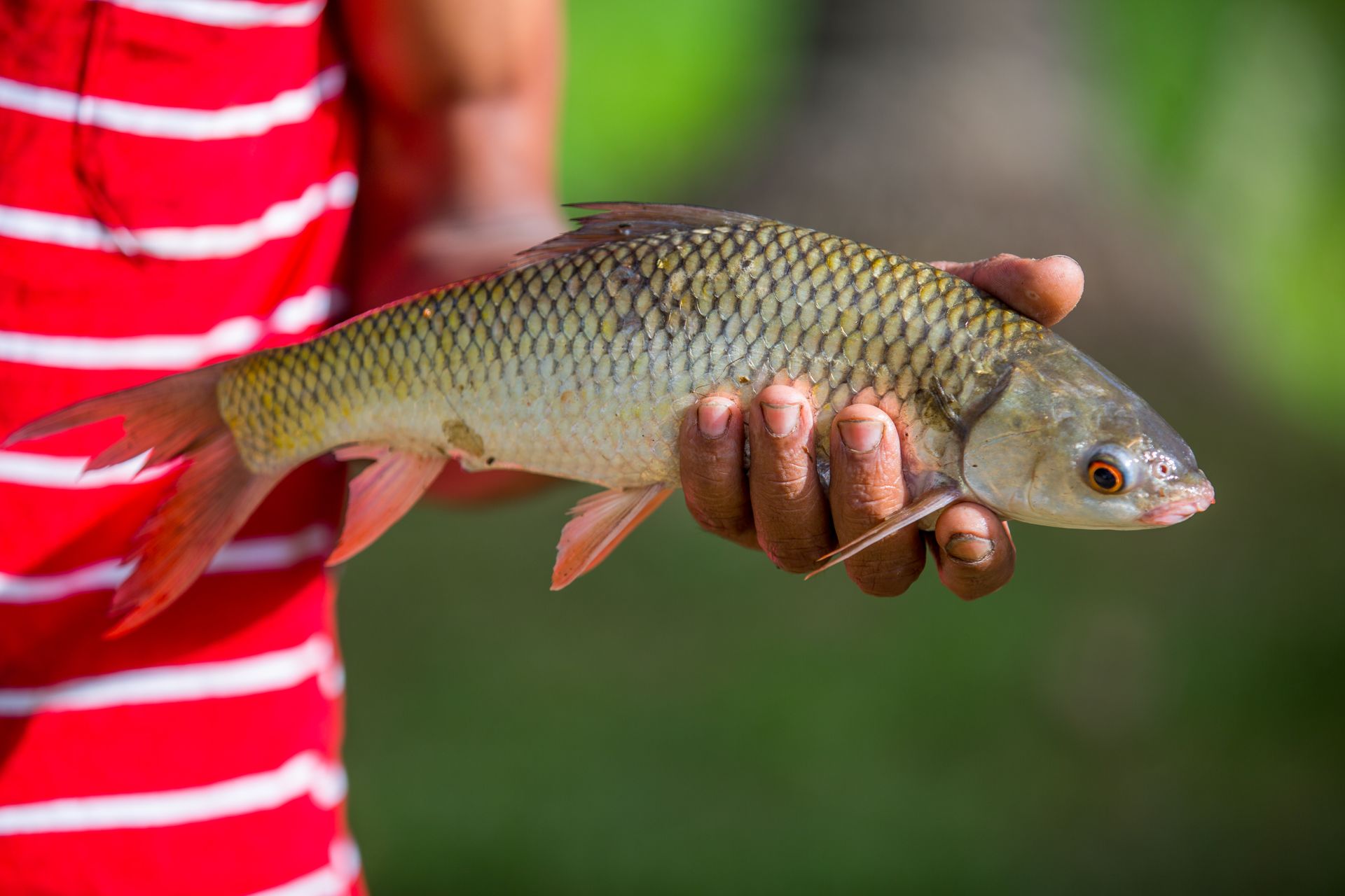 Close-up of a fisherman holding a freshwater fish outdoors.