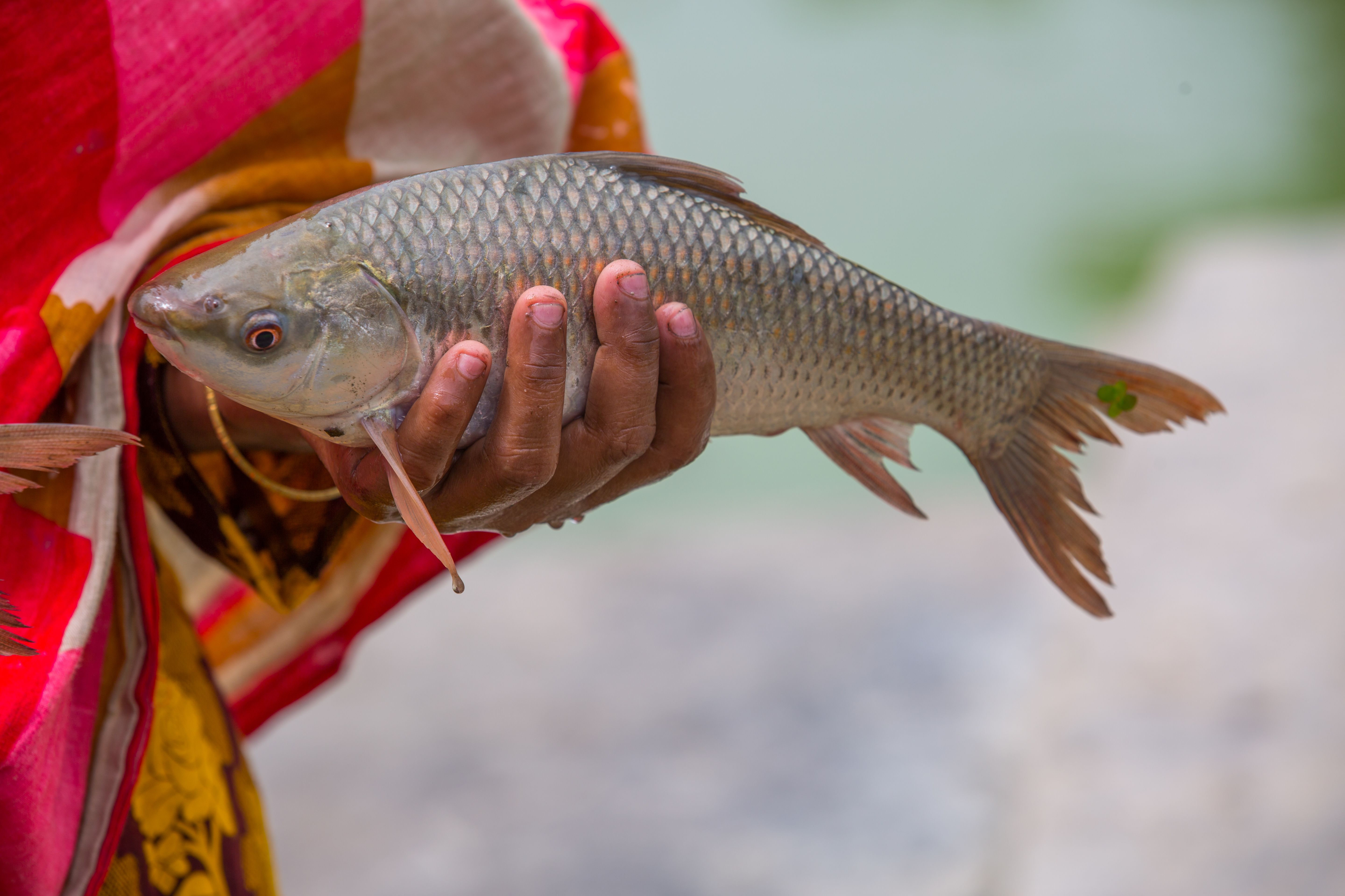 Bengal Polls: BJP's 'Catla Fish' Outreach Sparks Hypocrisy Debate Among Voters
