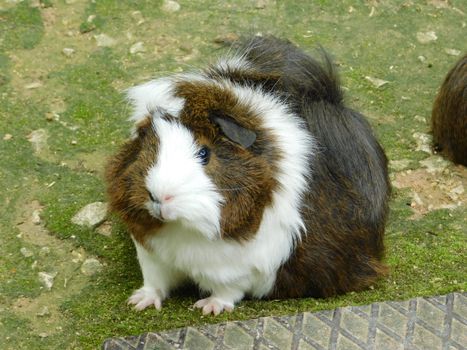 hamster photo