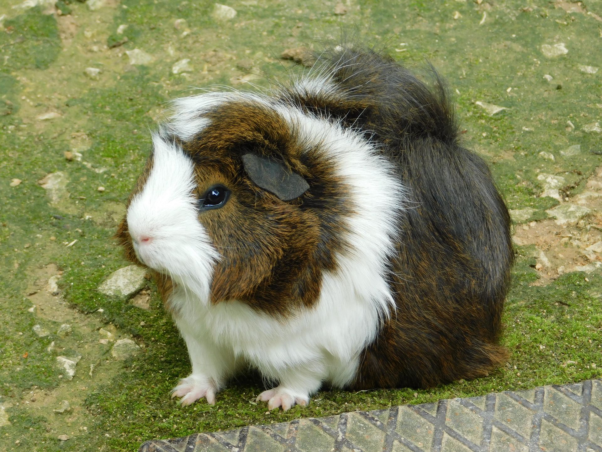 A charming multicolored guinea pig sitting on green, textured ground in Veneto, Italy.