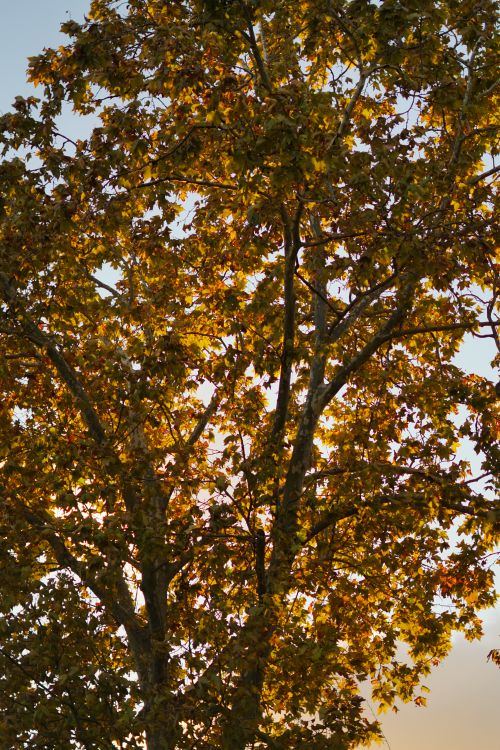 Free Close-up view of golden autumn leaves on a tall tree at sunset, showcasing natural beauty. Stock Photo
