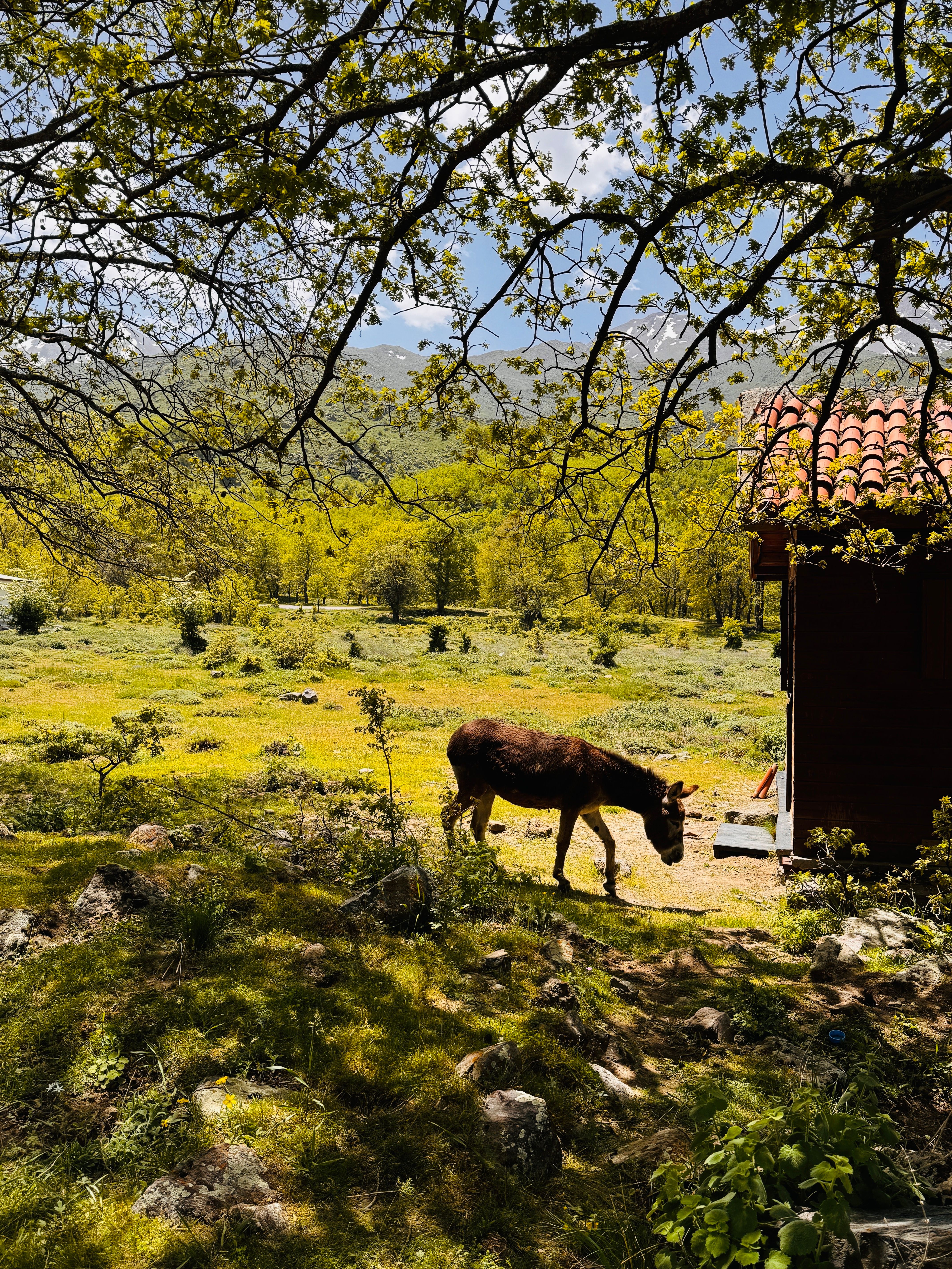 Donkey grids photos download the best free donkey grids stock photos