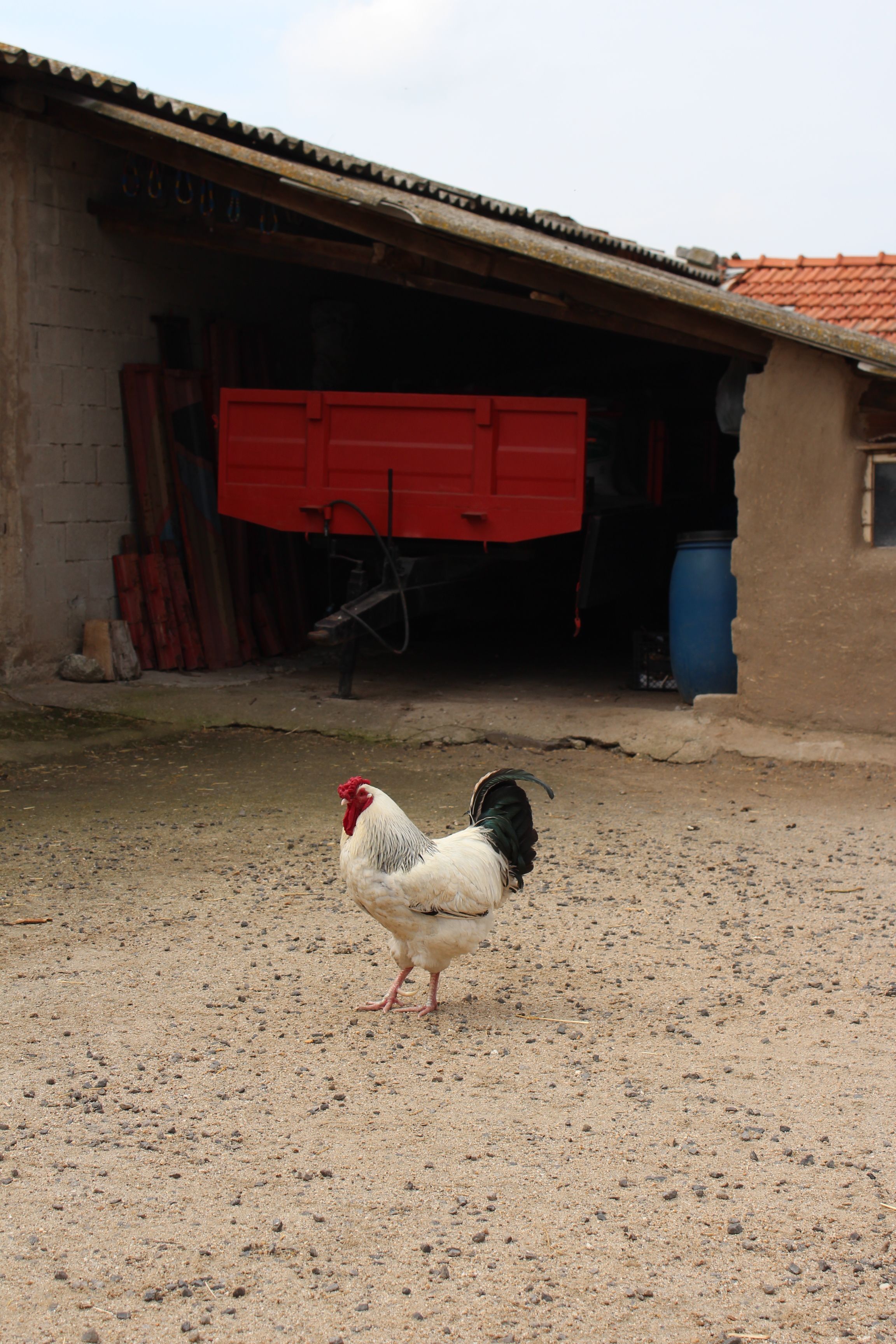Fotomural Un gallo blanco caminando en un patio rústico con un remolque rojo y un granero.