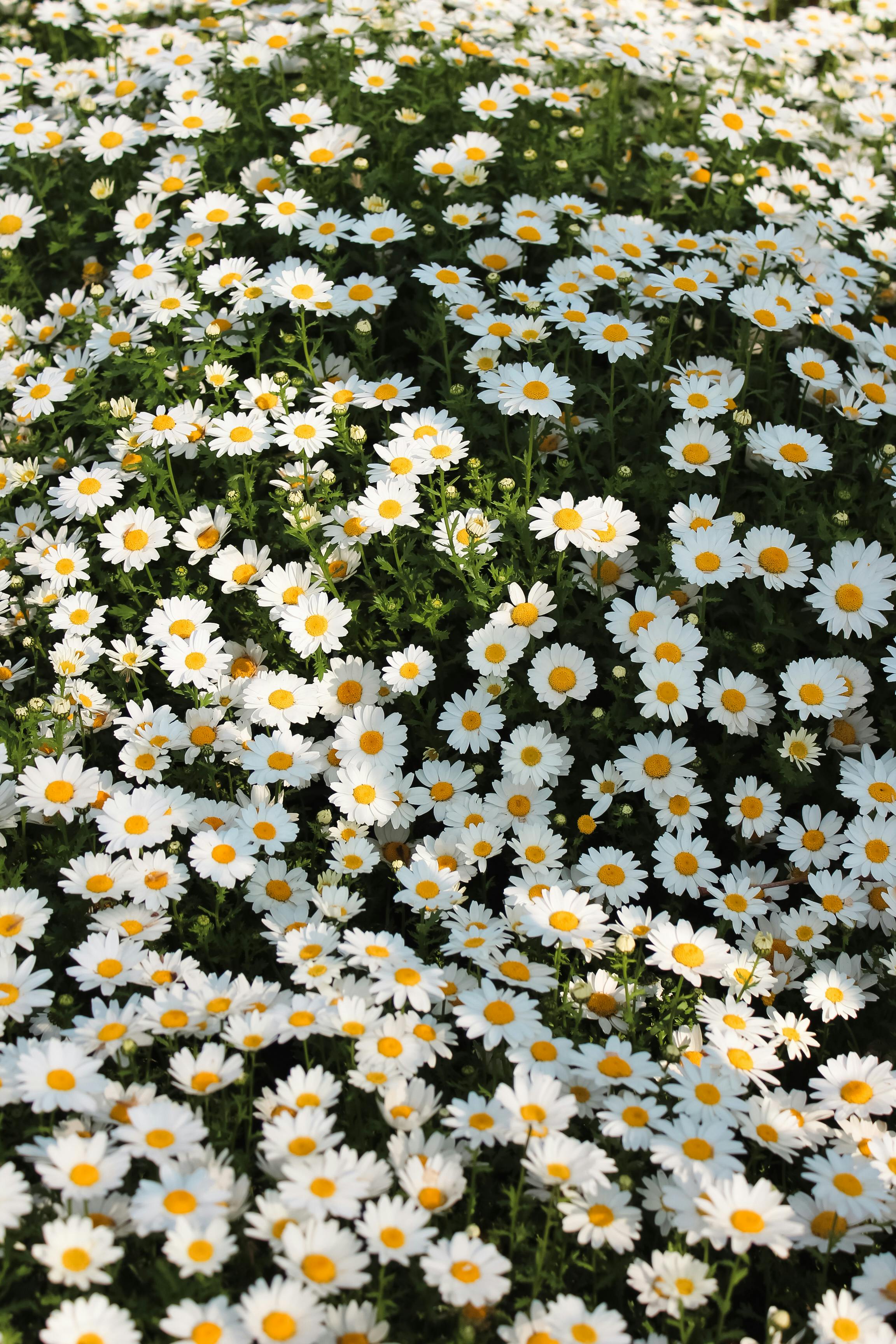 A lush field of blooming white daisies basking under sunlight, creating a serene and natural landscape.
