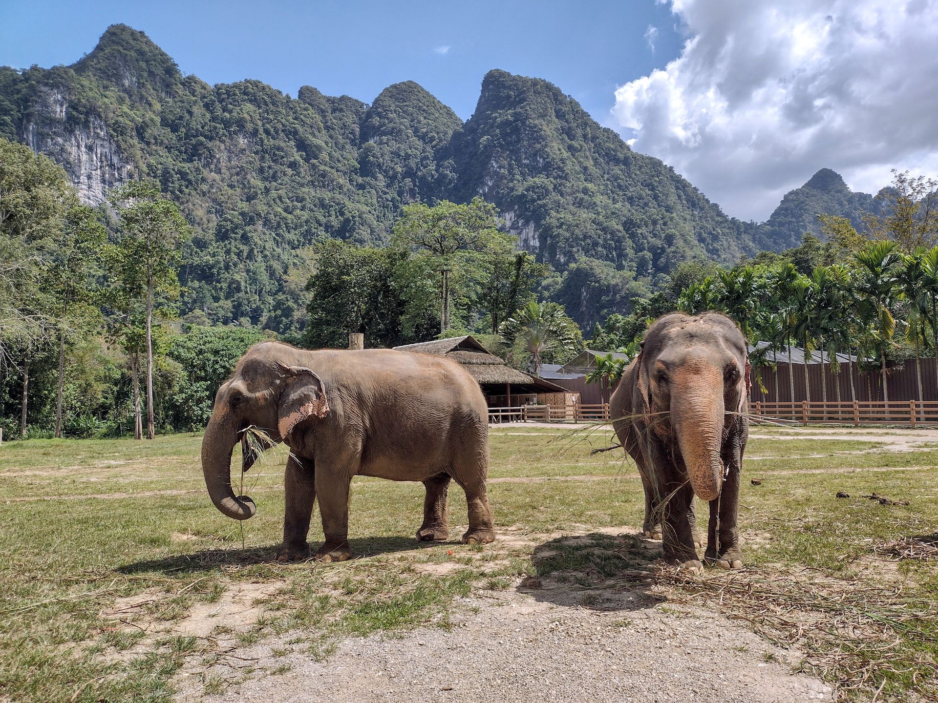 Two Asian elephants roam a natural sanctuary in Thailand surrounded by lush mountains and greenery.