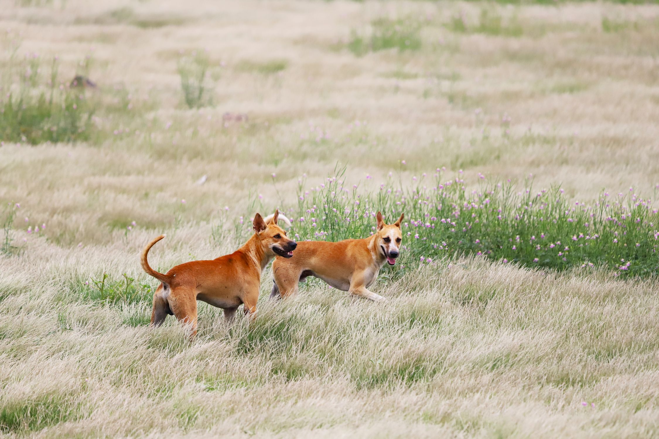 Two Dogs Playing in a Grassy Meadow · Free Stock Photo