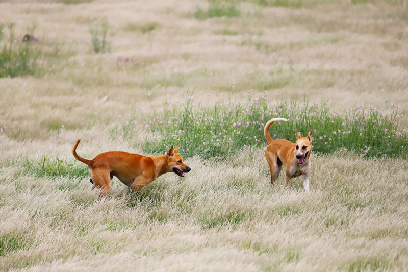 Two Dogs Playing in a Grassy Meadow · Free Stock Photo
