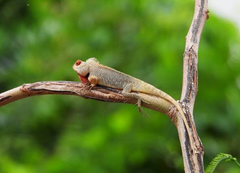 lizard photo