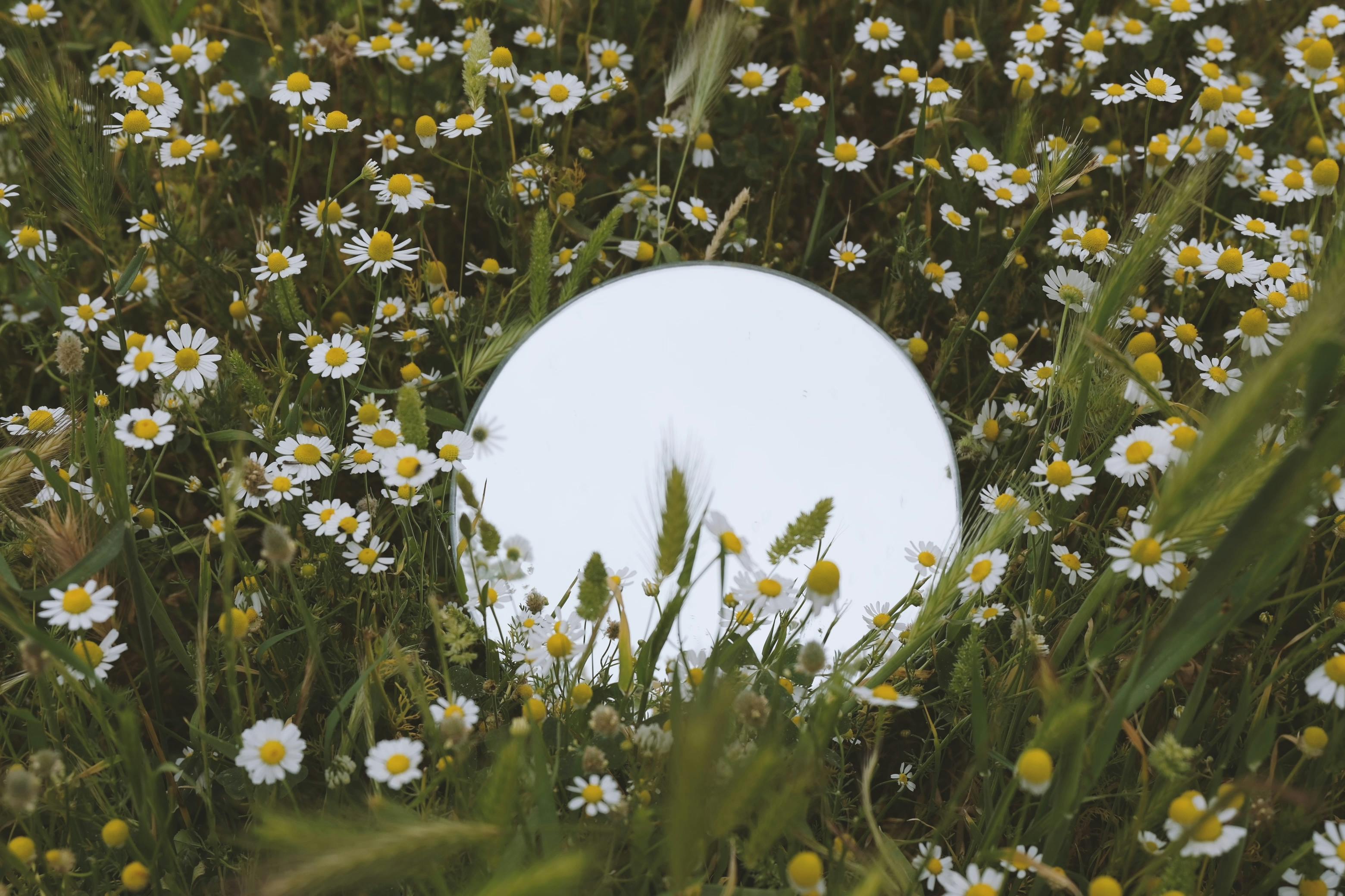 A mirror reflecting flowers in a vibrant field of blooming daisies, evoking a sense of nature's beauty.