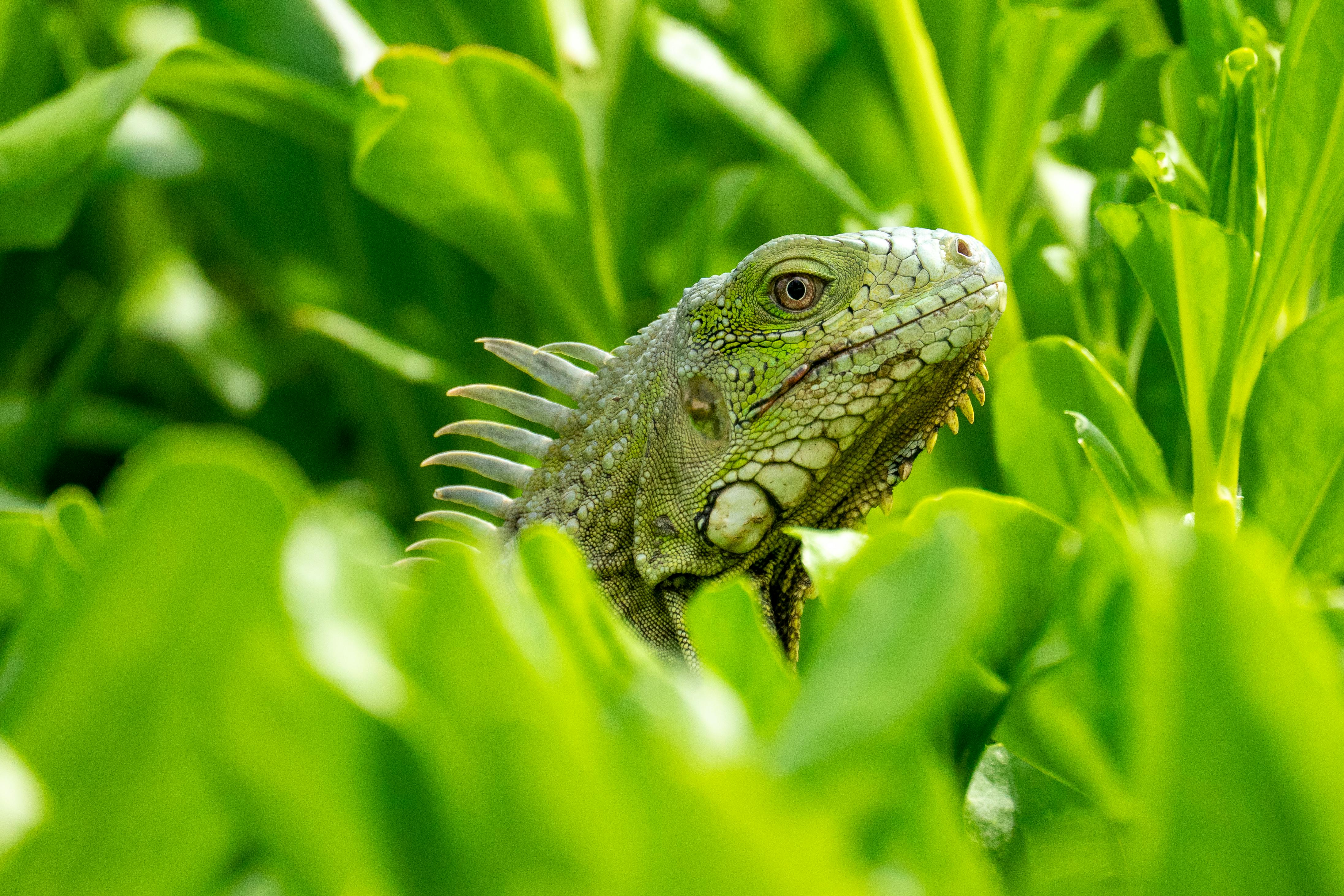 Close-up of a green iguana among vibrant leafy plants in Curaçao.