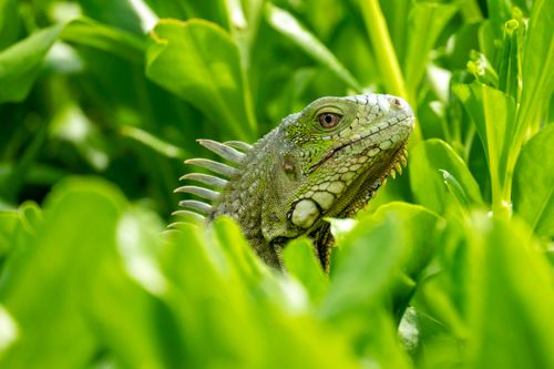 Free Close-up of a green iguana among vibrant leafy plants in Curaçao. Stock Photo