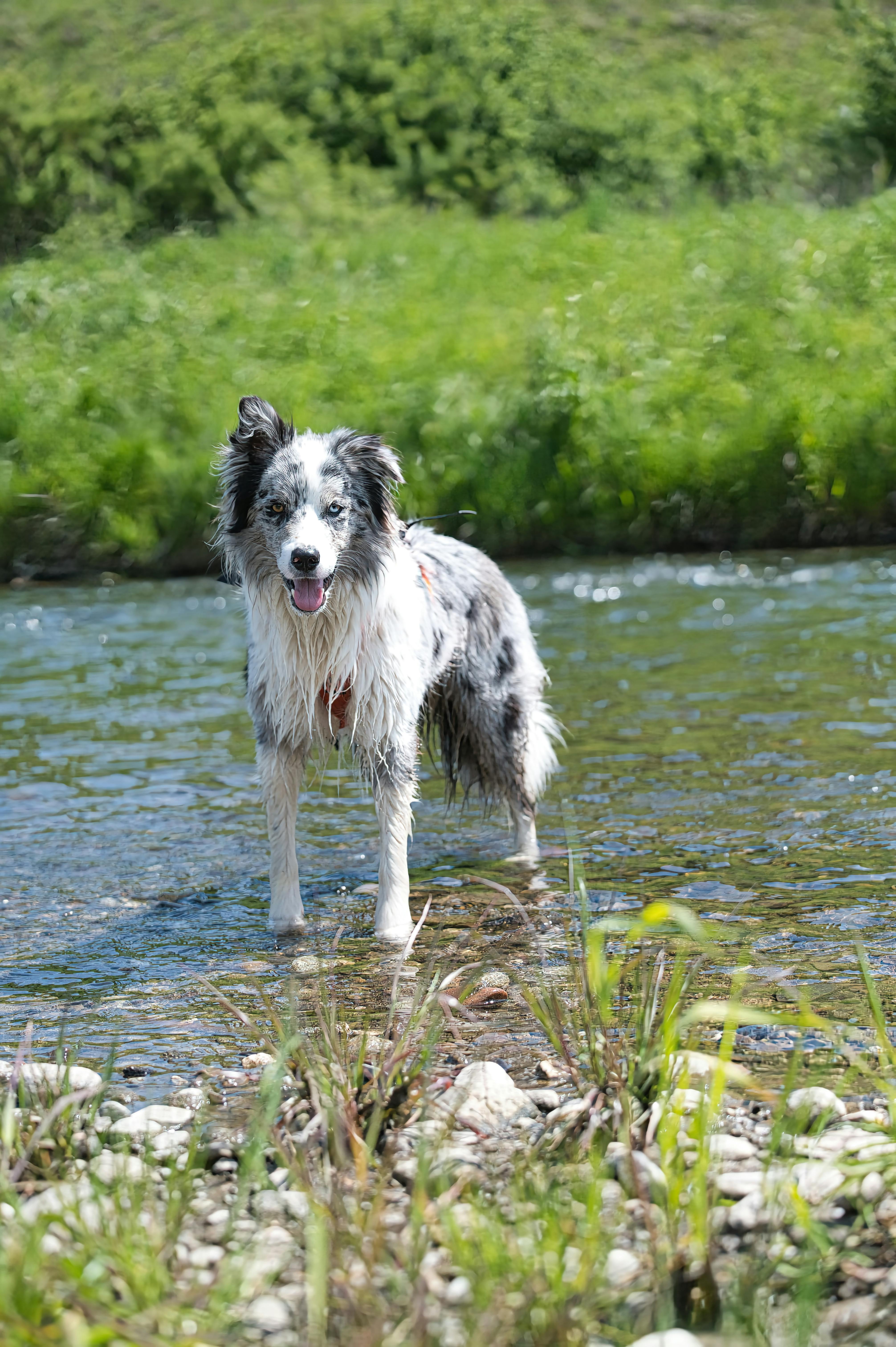 Why Do Dogs Have Wet Noses? Discover The Fascinating Reasons! 6 The Evolutionary Advantage of a Wet Nose: How It Benefits Wild Dogs