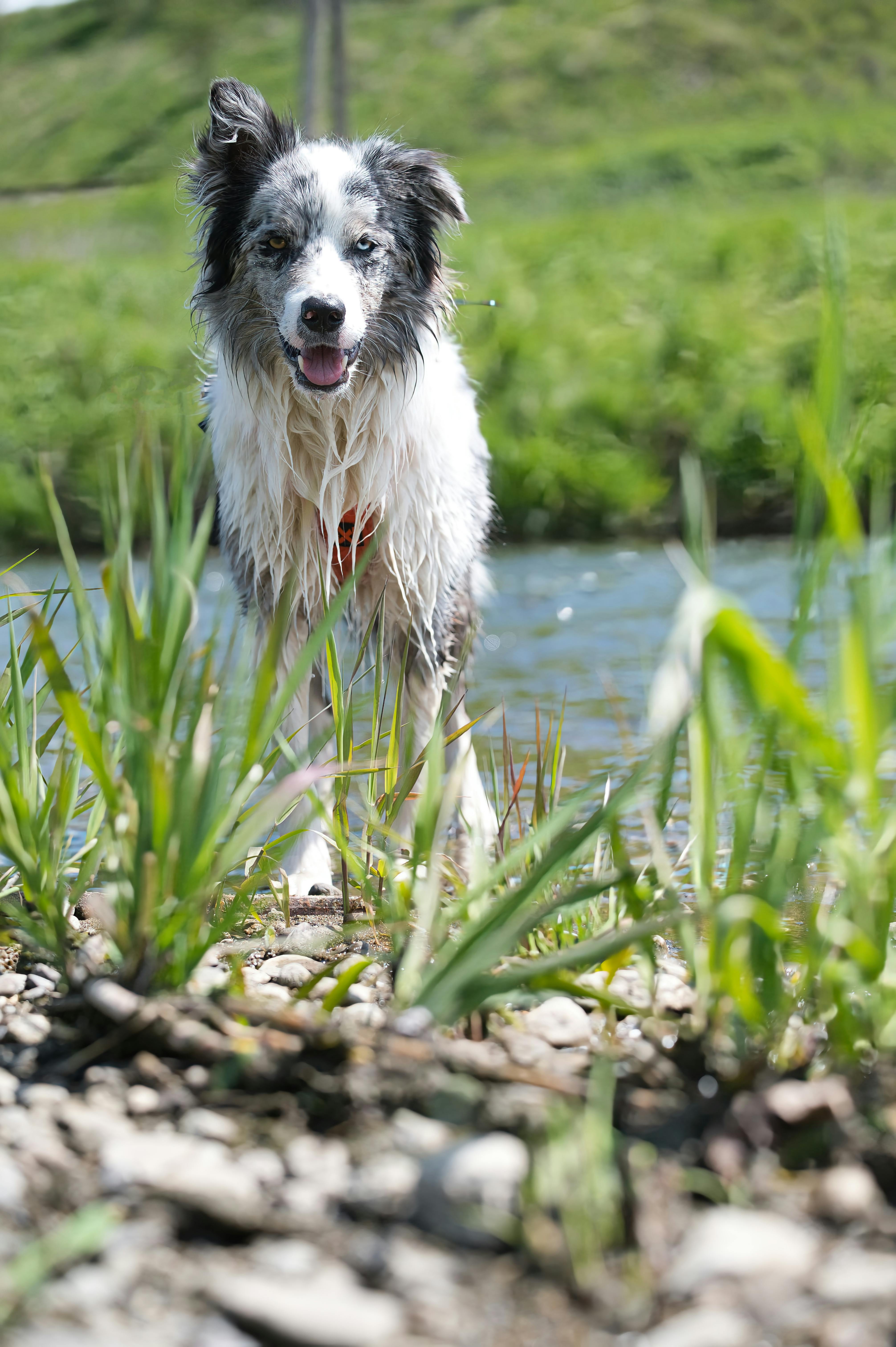 Why Do Dogs Have Wet Noses? Discover The Fascinating Truth! 10 Curious Canines: How a Wet Nose Helps Dogs Interact with Their Environment