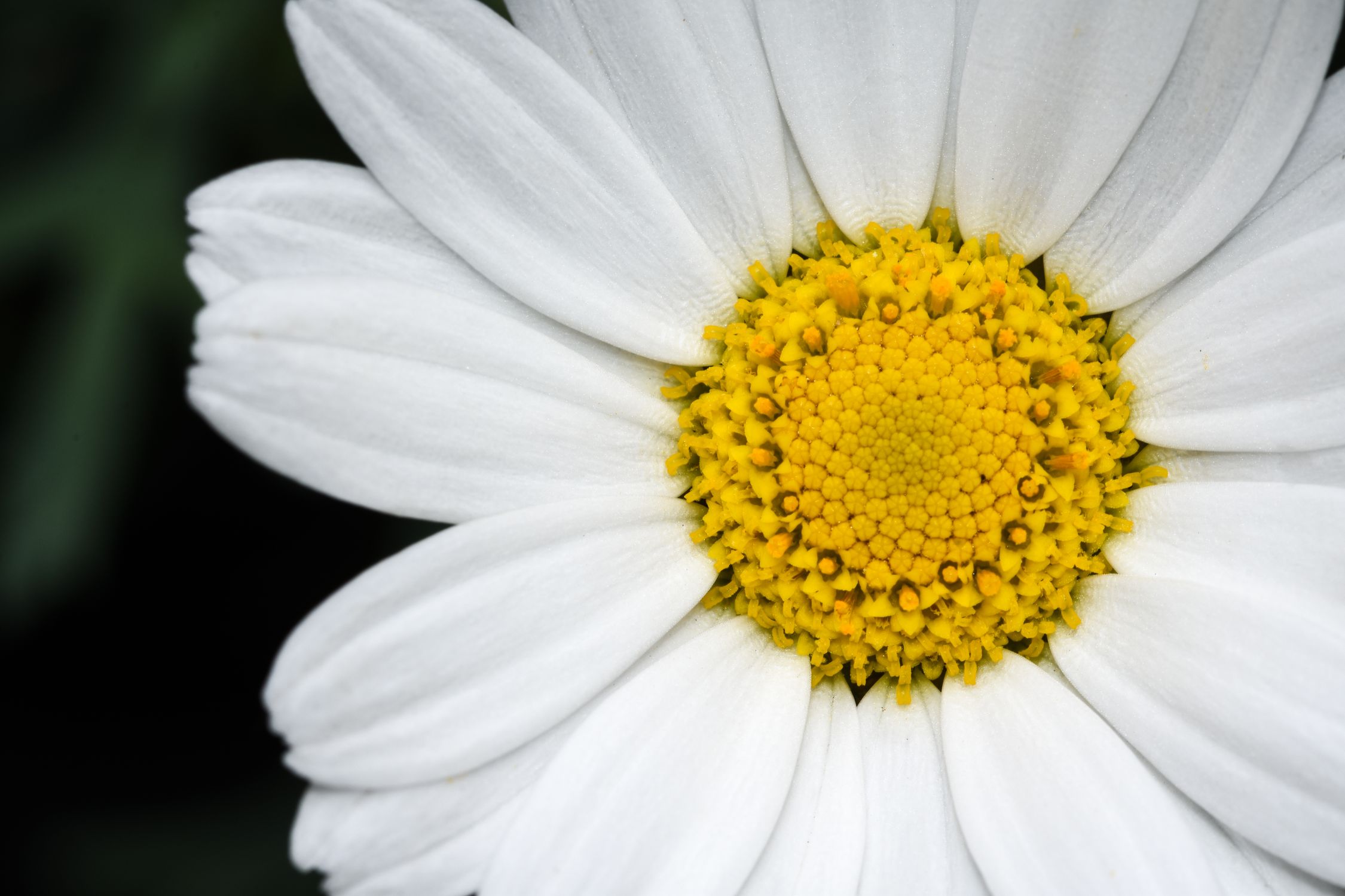 Close Up Of Stunning Oxeye Daisy Flower Free Stock Photo close-up-of-stunning-oxeye-daisy-flower-free-stock-photo