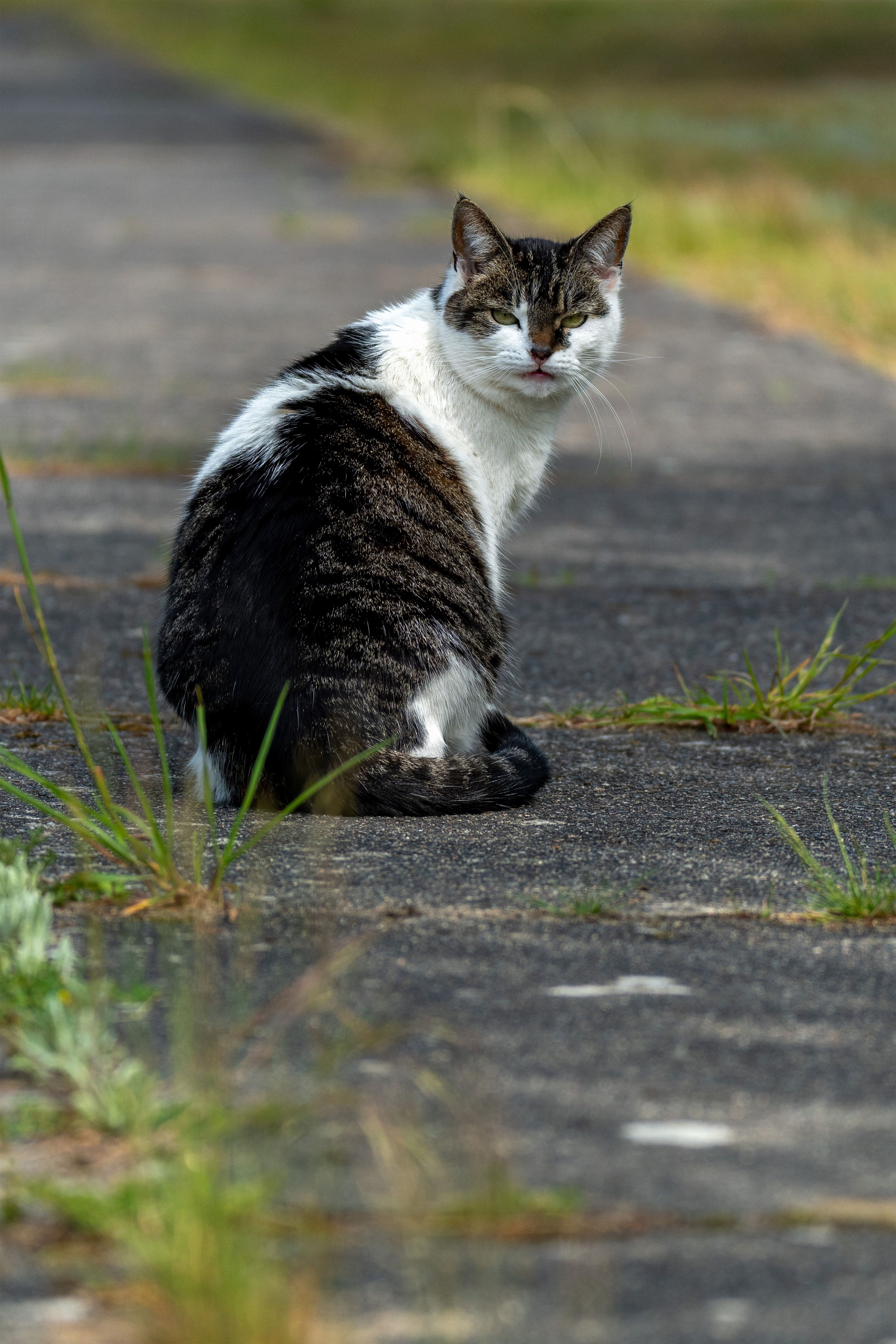 Tabby Cat Sitting Outdoors on a Path · Free Stock Photo