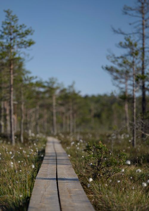Free A serene wooden boardwalk winds through a lush green forest under a clear blue sky. Stock Photo