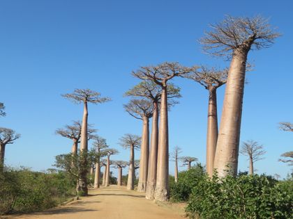 Allée des Baobabs encadrant une route de sable près de Morondava à Madagascar