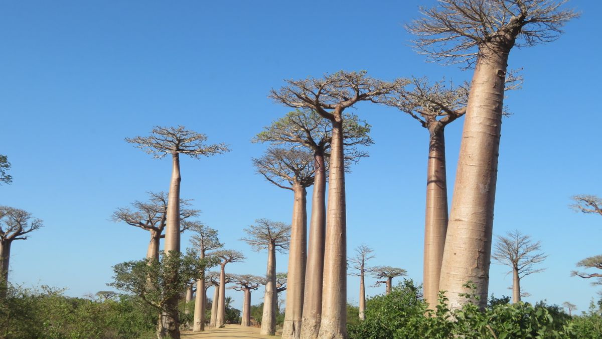 Voyager en famille à Madagascar : 5 activités inoubliables