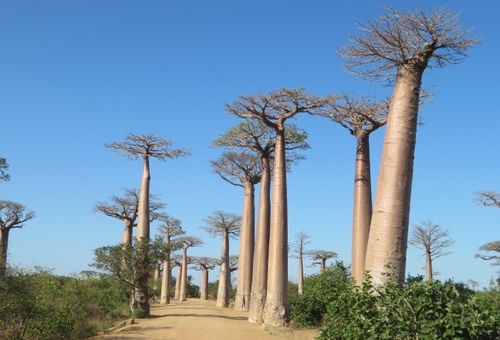 Madagascar