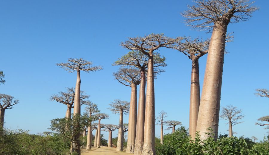 Allée des Baobabs (Morondava)