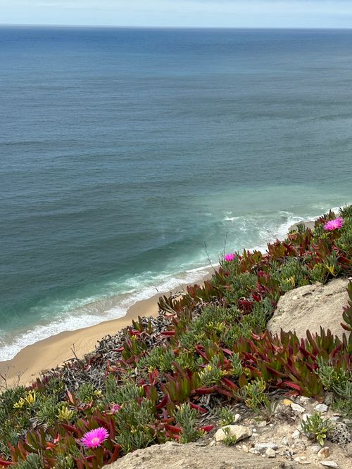 Free Vibrant coastal scene with ocean waves and blooming cliffside flowers in bright sunlight. Stock Photo