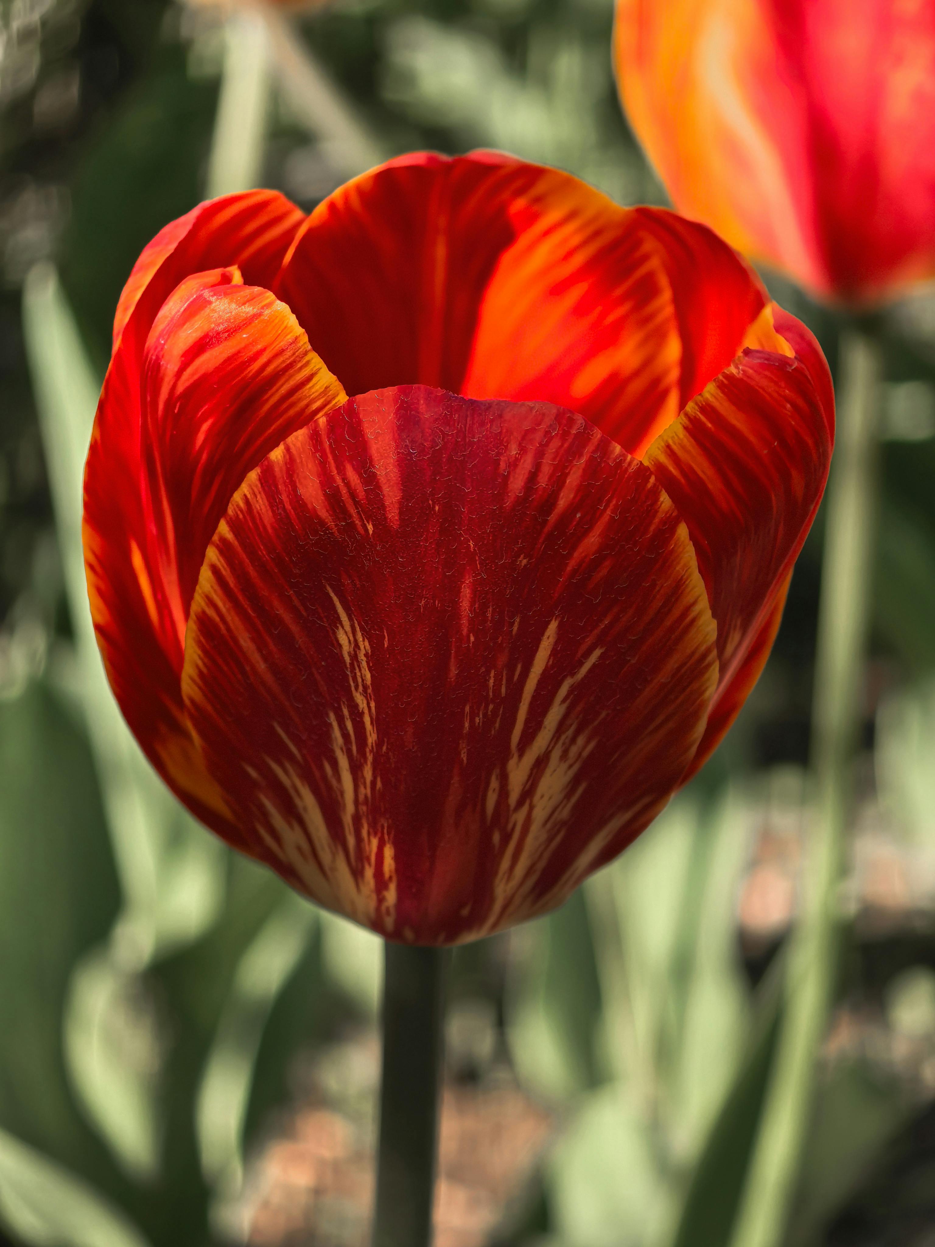 Revitalizing Established Perennial Flower Beds: Strategic Deep Feeding and Water Retention Techniques for Sustained Vibrancy and Bloom Production