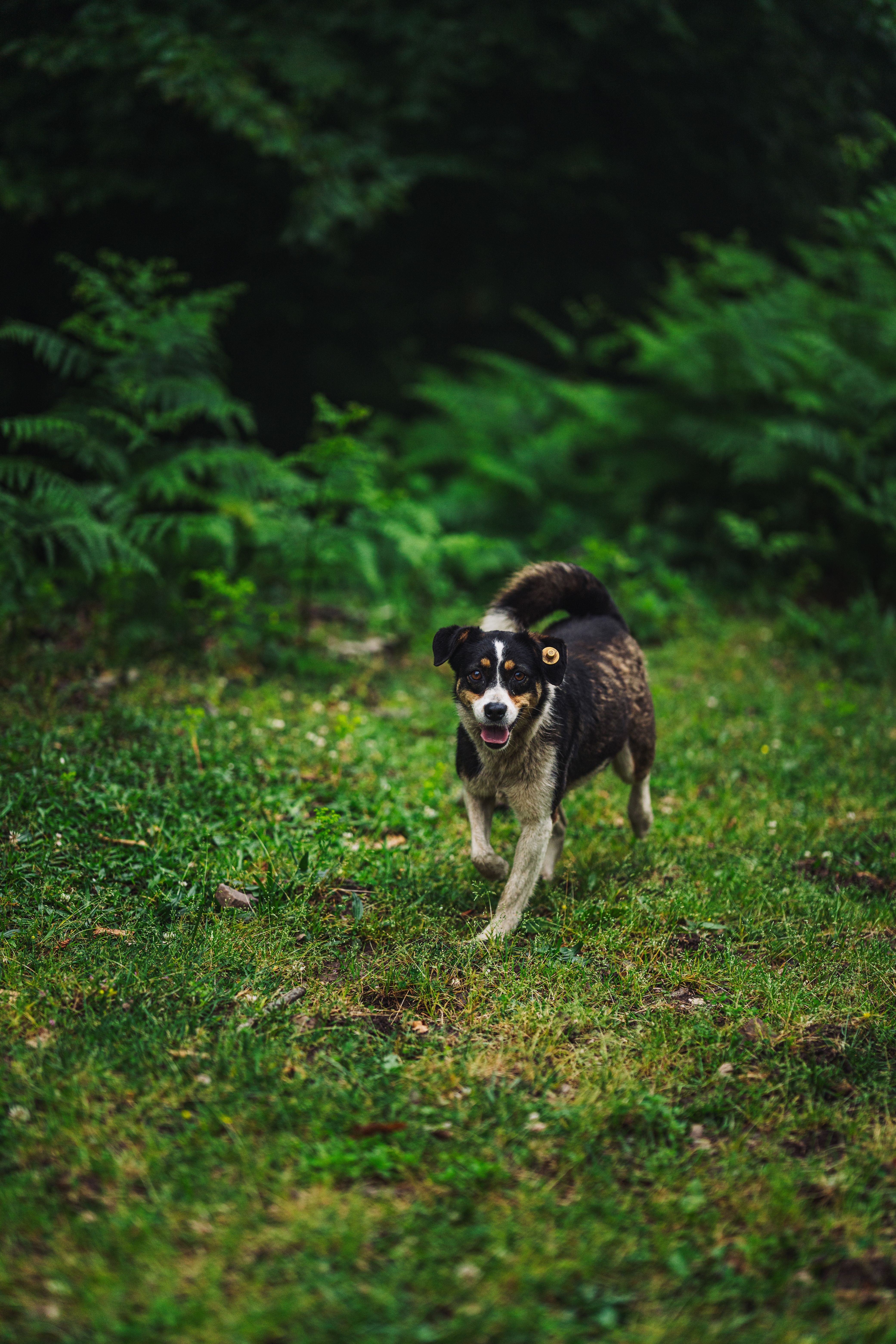 Energetic Dog Running in Lush Green Meadow · Free Stock Photo