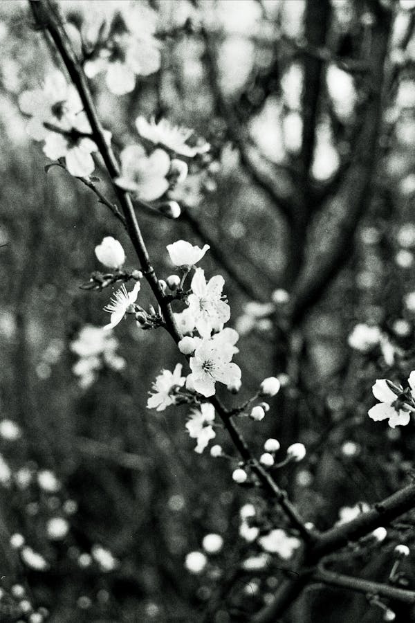 Monochrome Photo Of Flowers