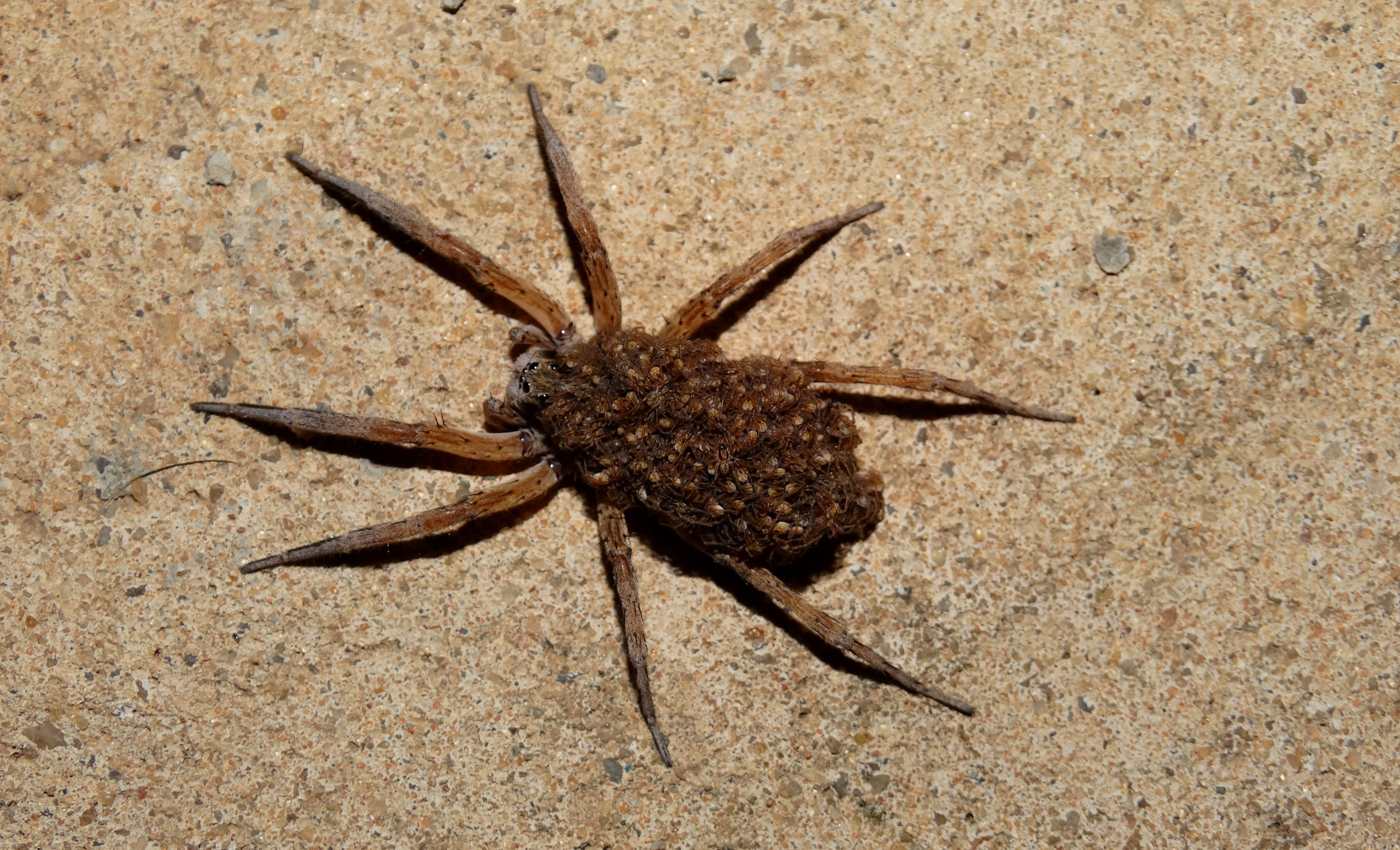 Aranha mais veloz do mundo passa de 3,5 m/s
