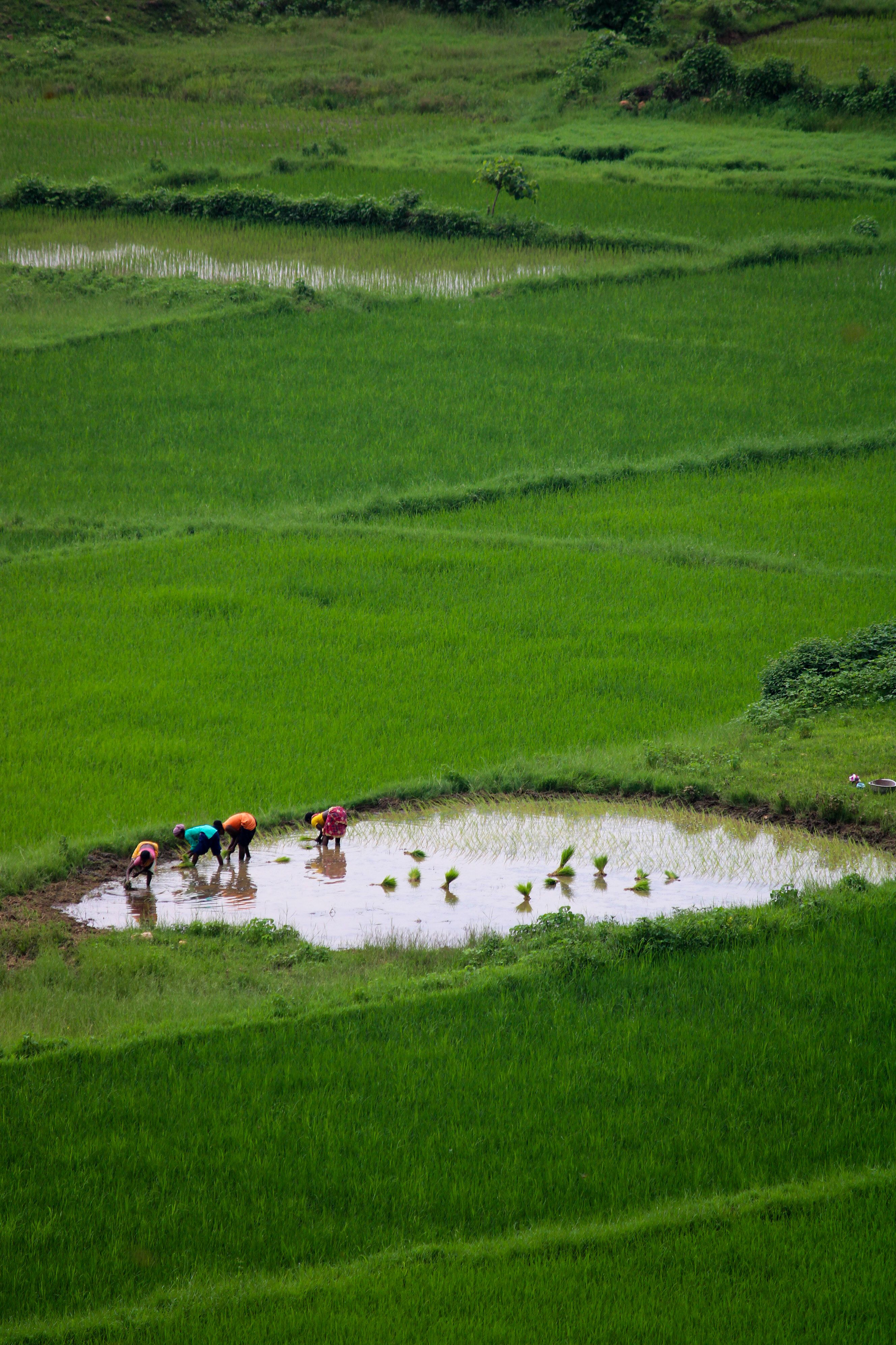 Rural Farmers Working in Lush Green Rice Fields · Free Stock Photo