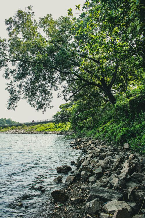 Rocky Riverside Tranquil Riverside with Lush Greenery and Rocks · Free Stock Photo