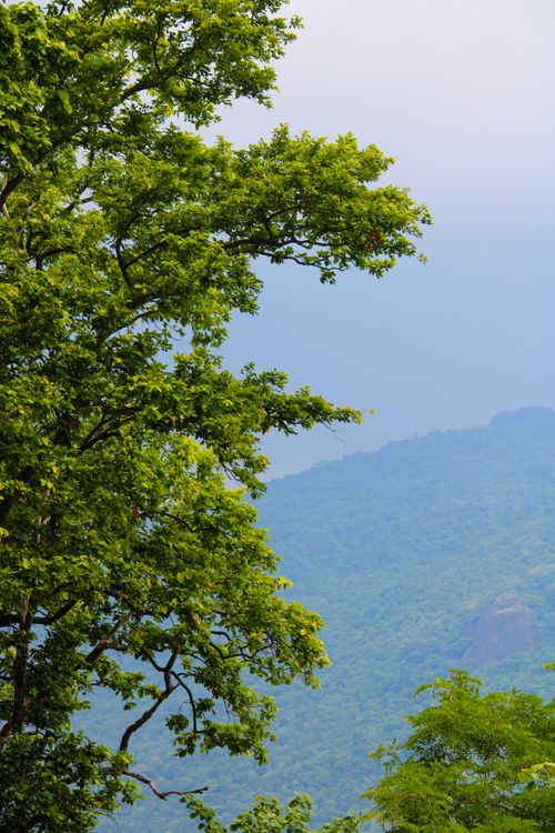Free Scenic view of a lush green tree with a backdrop of misty mountains, embodying tranquility and natural beauty. Stock Photo
