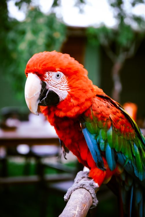 Free Colorful scarlet macaw perched in an outdoor setting in Ankara, Türkiye, showcasing vivid plumage. Stock Photo
