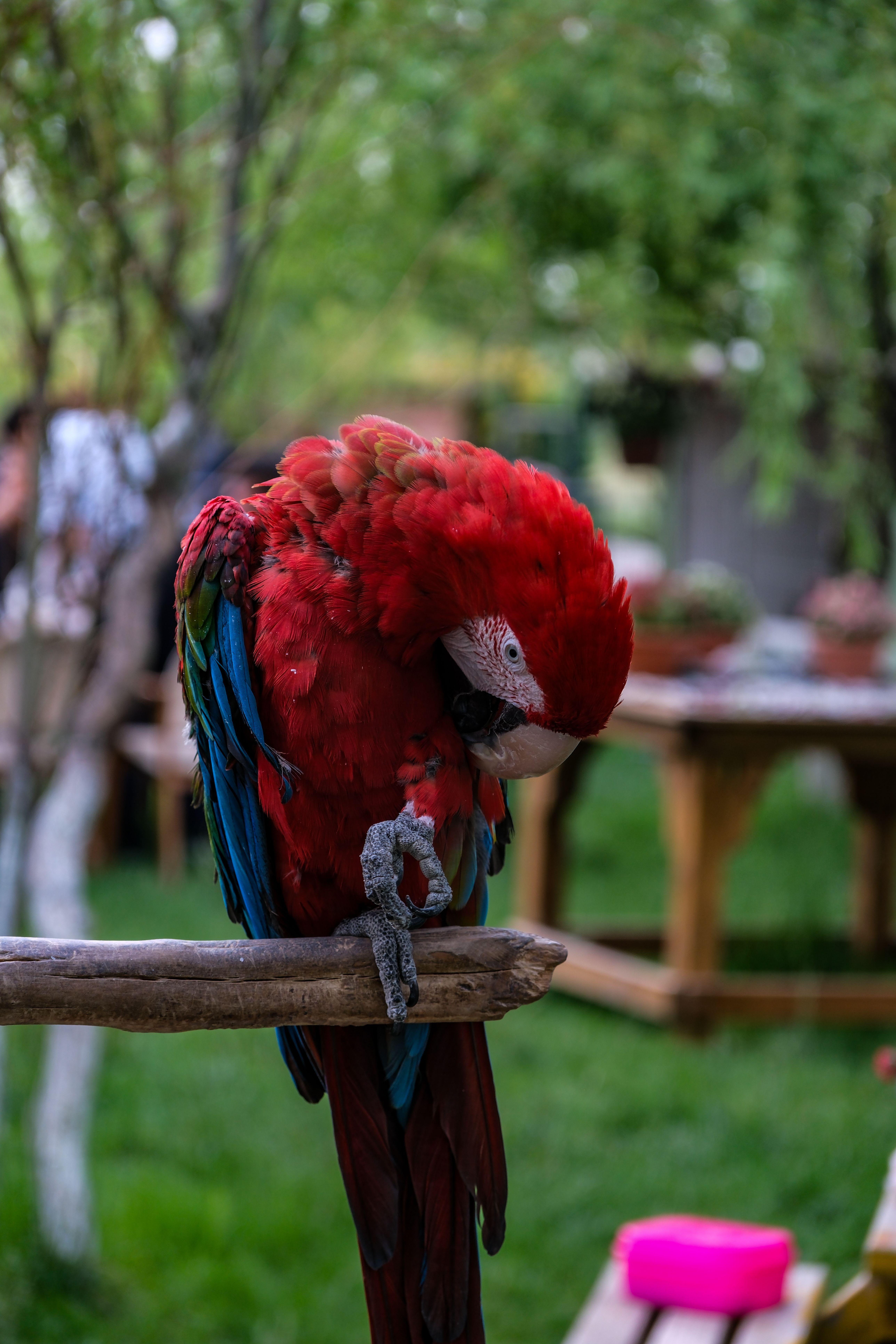 Vibrant Red Parrot Perched on a Wooden Branch Outdoors · Free Stock Photo