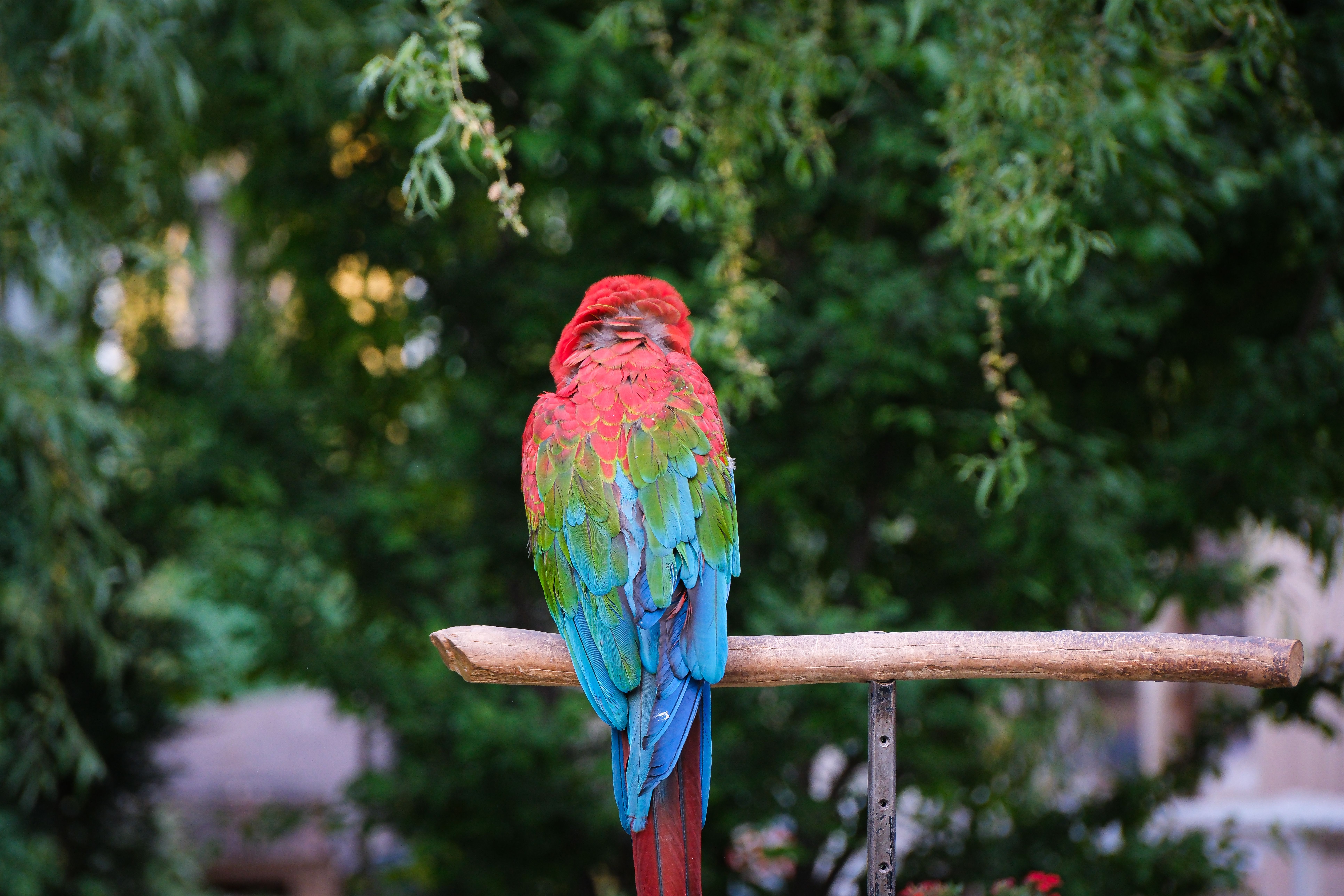 Vibrant Macaw Perched in Ankara, Türkiye · Free Stock Photo
