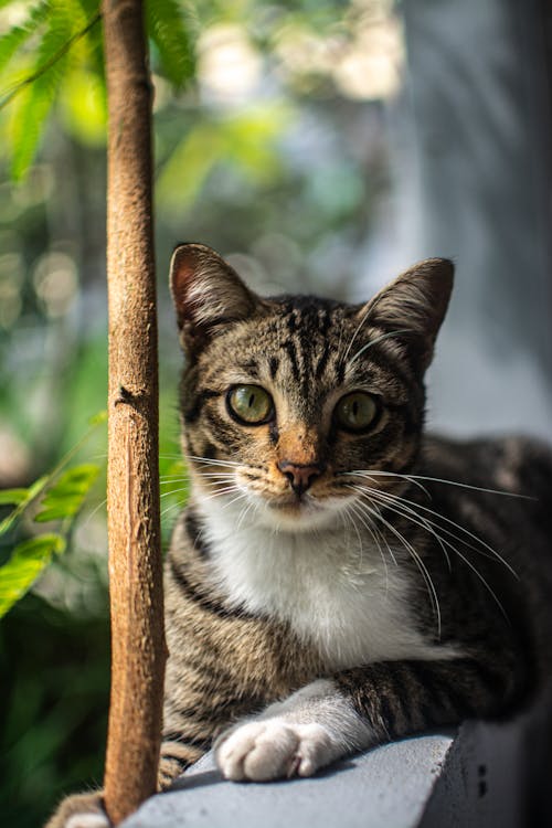 Foto De Enfoque Superficial De Gato Atigrado