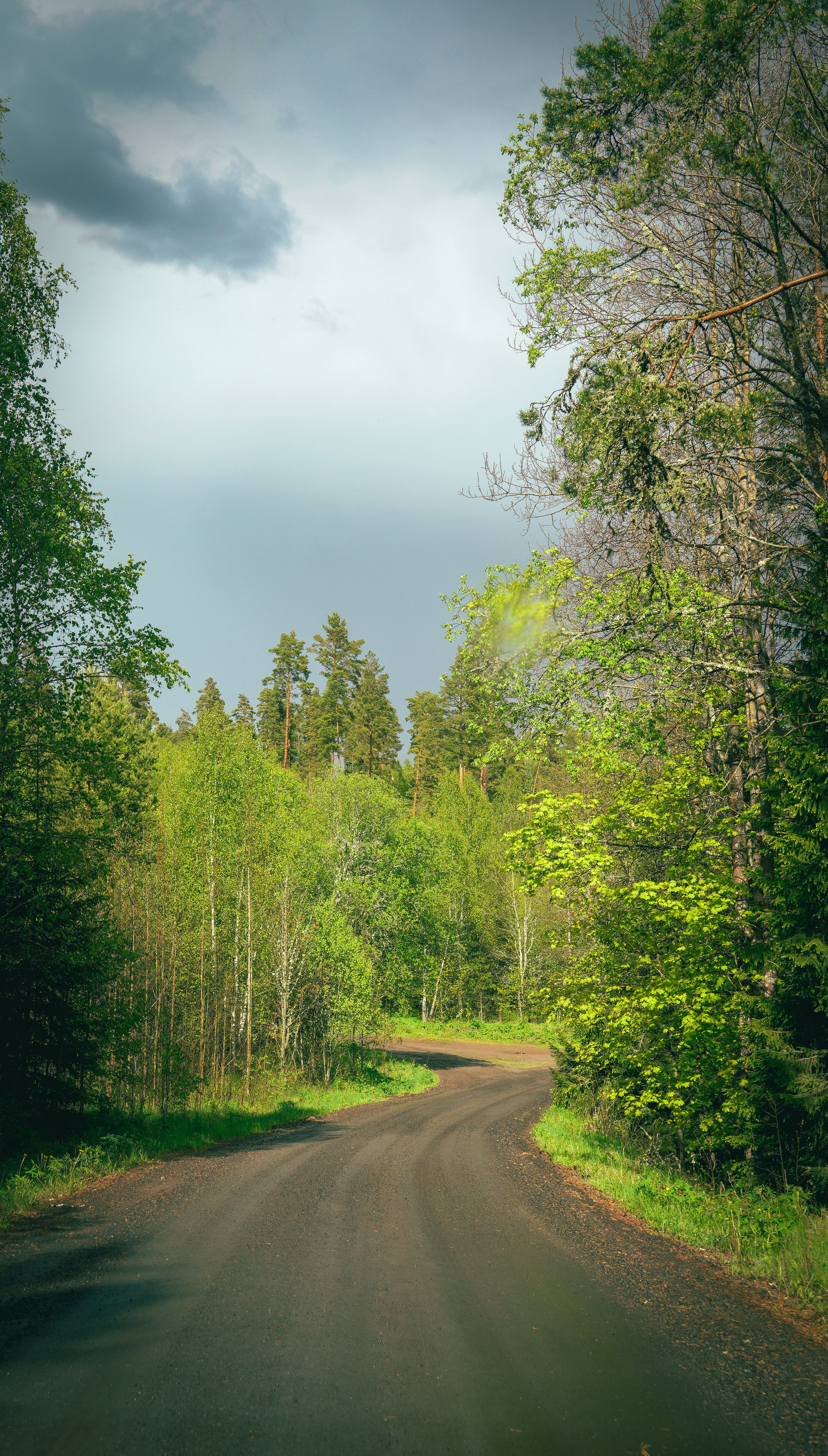 Winding road through lush green forest landscape on a bright spring day. Ideal for travel and nature imagery.