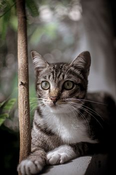 一只条纹家猫长着绿眼睛，在室内休息的迷人特写