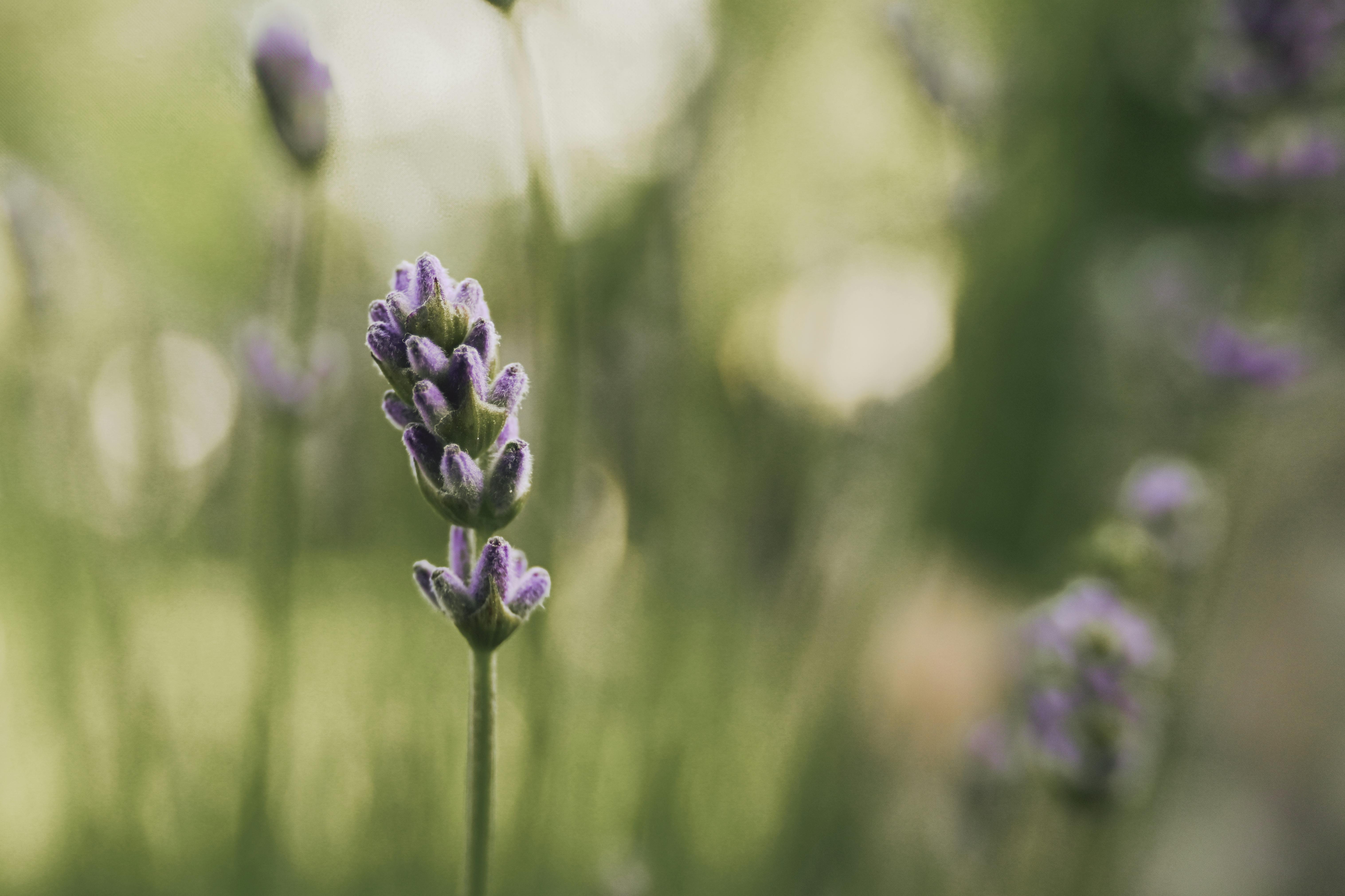 Transform Your Space Instantly with These Unexpected Aromatherapy Hacks