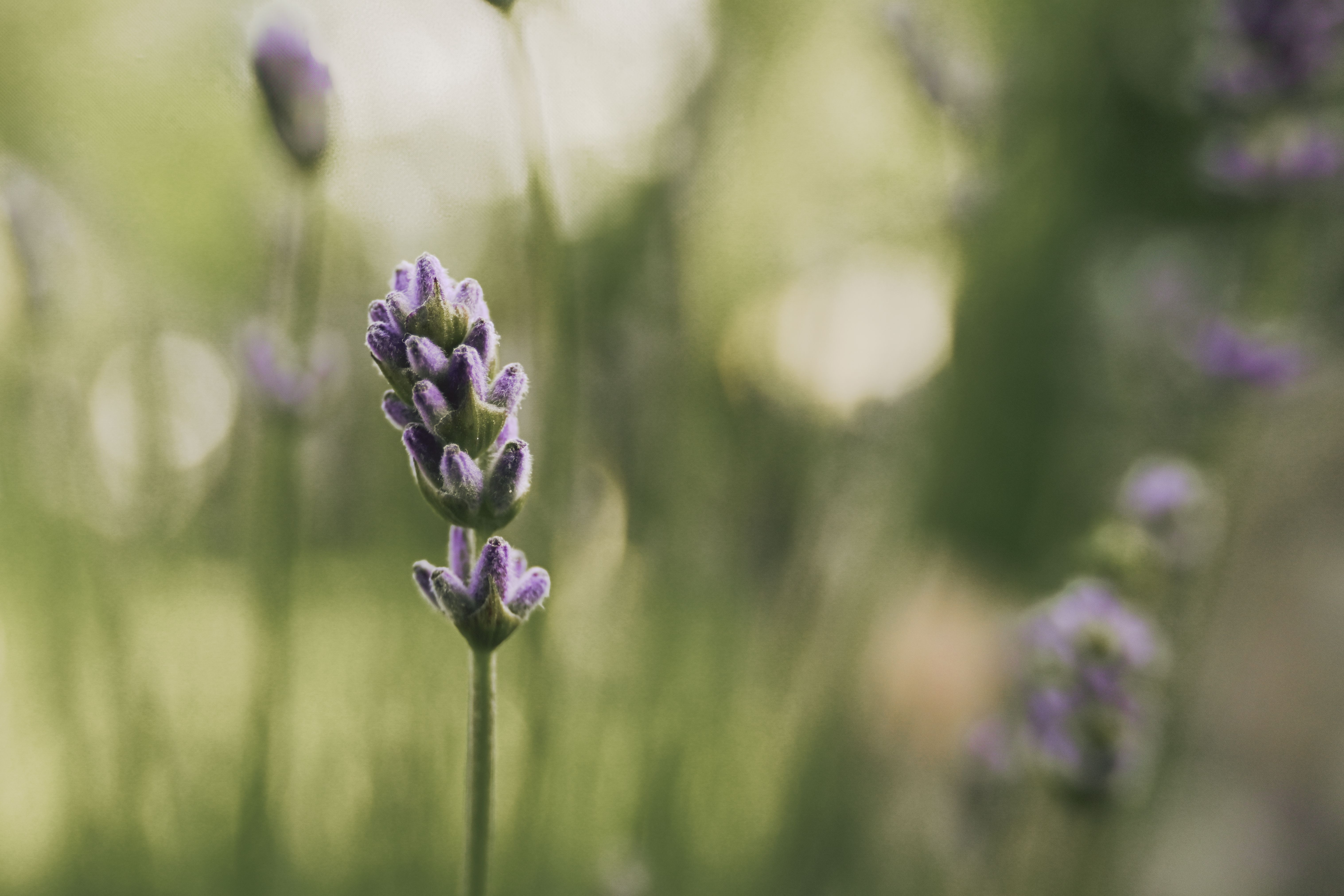 Purple Ribon Photos, Download The BEST Free Purple Ribon Stock Photos ...